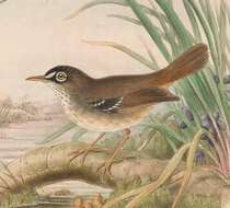 Image of Beccari's Scrubwren