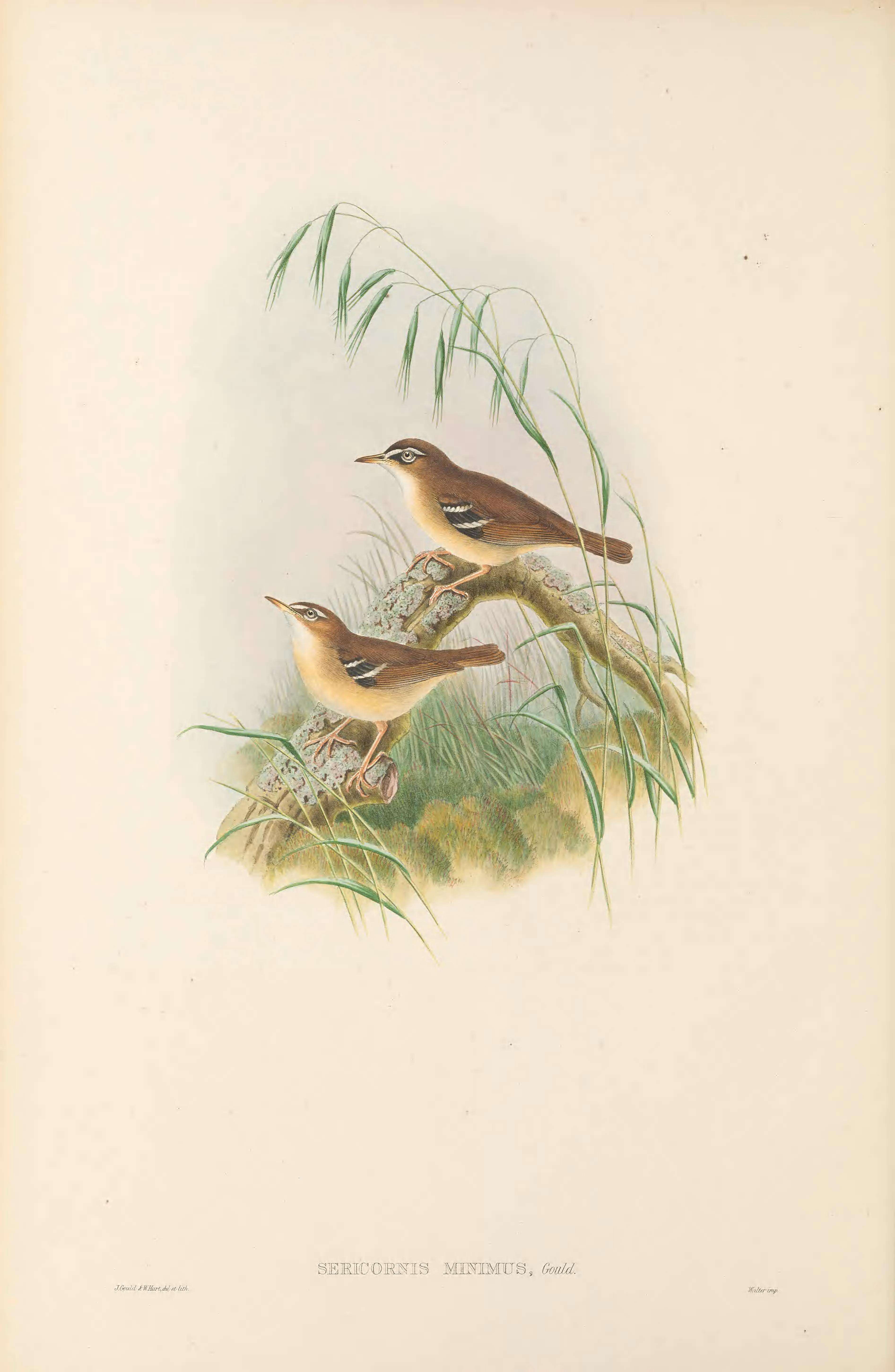 Image of Beccari's Scrubwren