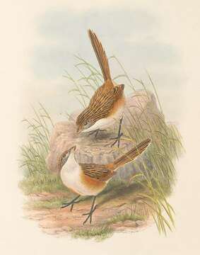 Image of Eyrean Grasswren