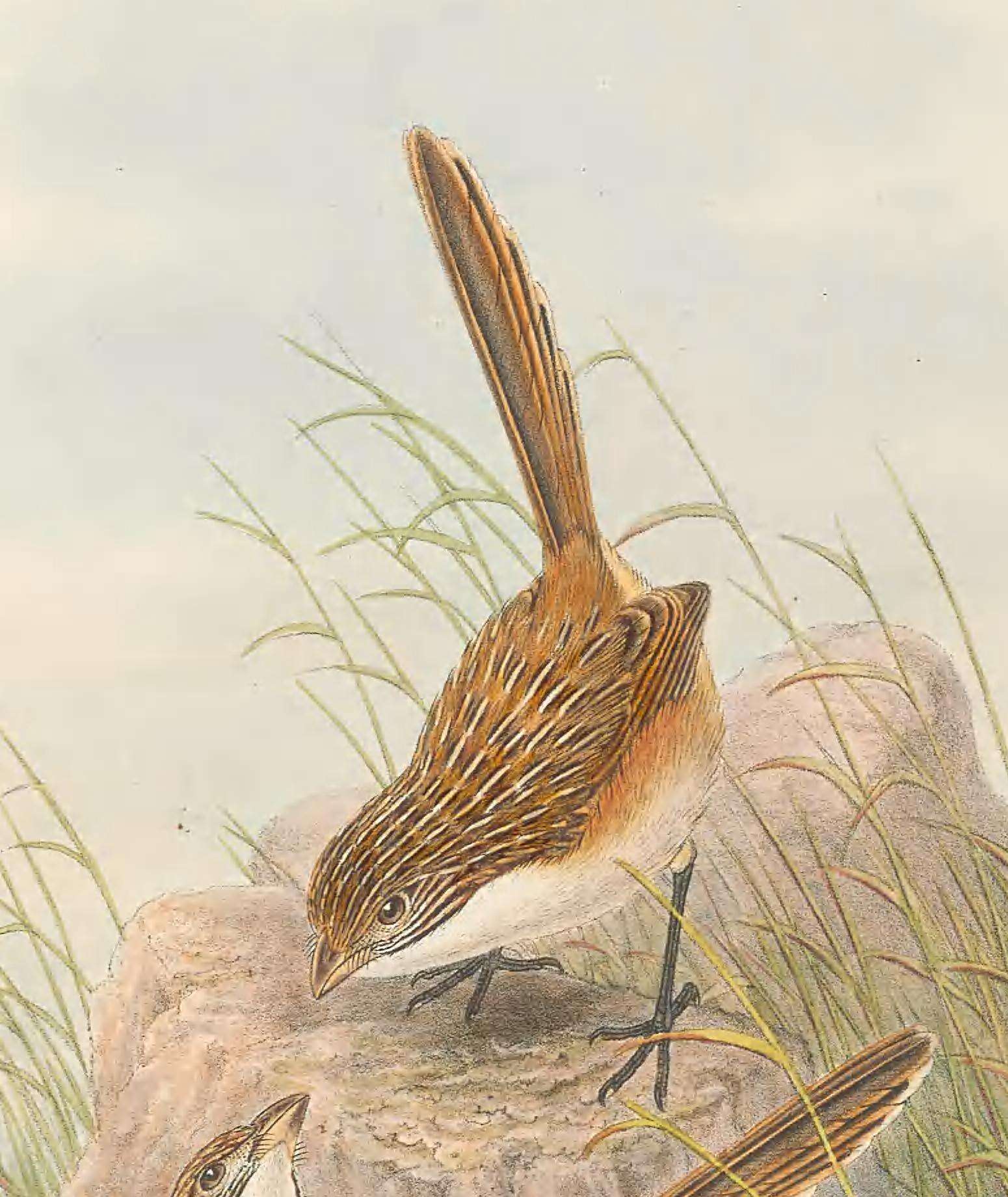 Image of Eyrean Grasswren