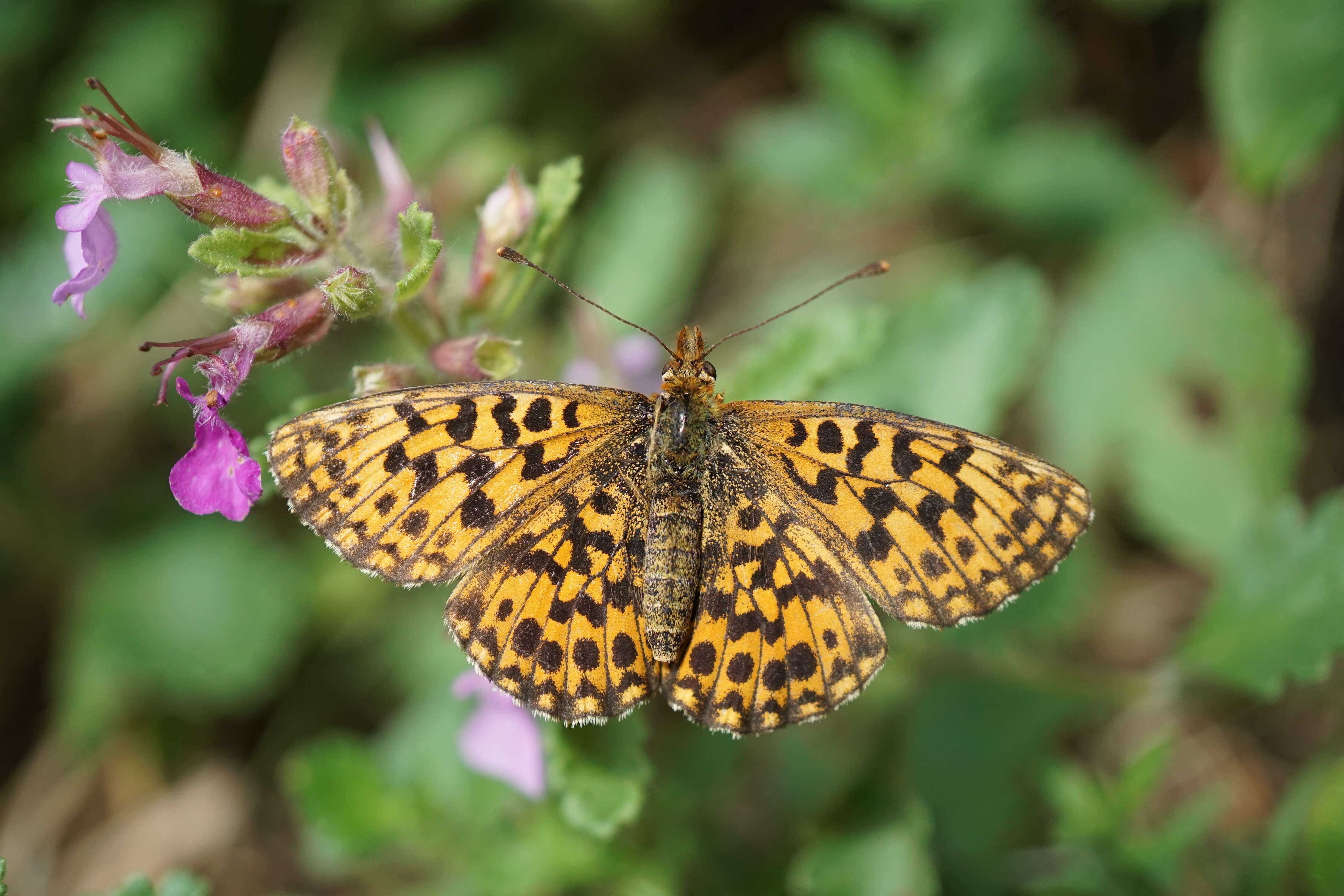 Image of Boloria dia