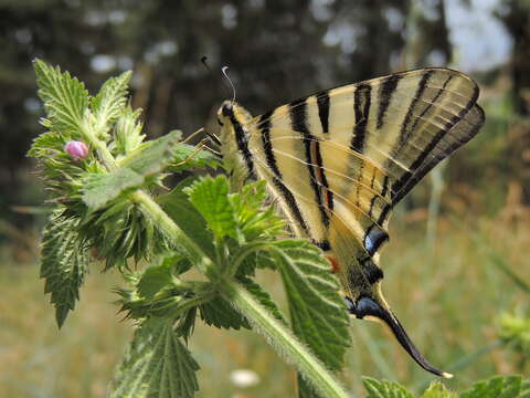 Imagem de Iphiclides