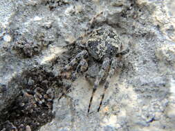 Image of Araneus circe (Audouin 1826)