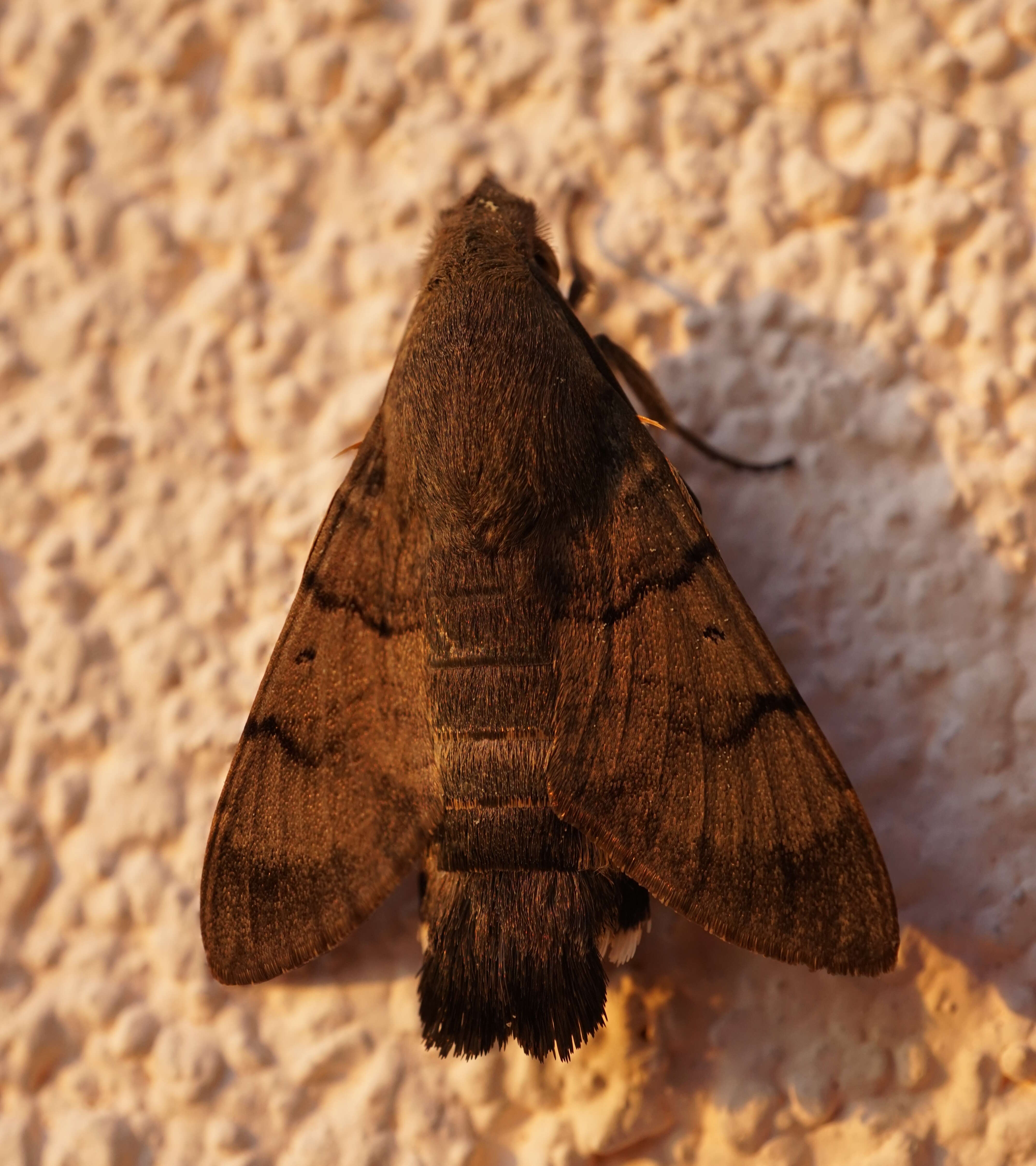 Image of humming-bird hawk moth