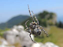 Image of Araneus circe (Audouin 1826)