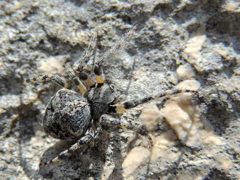 Image of Araneus circe (Audouin 1826)