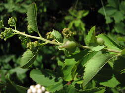 Image of Dasineura salicifoliae (Osten Sacken 1866)