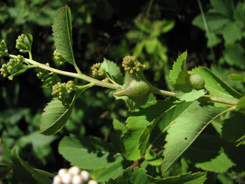 Sivun Dasineura salicifoliae (Osten Sacken 1866) kuva