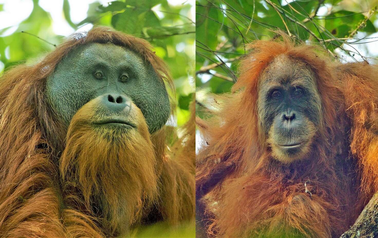 Image of Tapanuli orangutan
