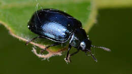 Image of willow leaf beetle