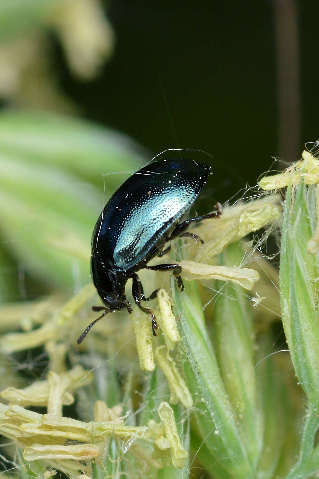 Image of willow leaf beetle