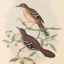 Image of Papuan Scrub Robin