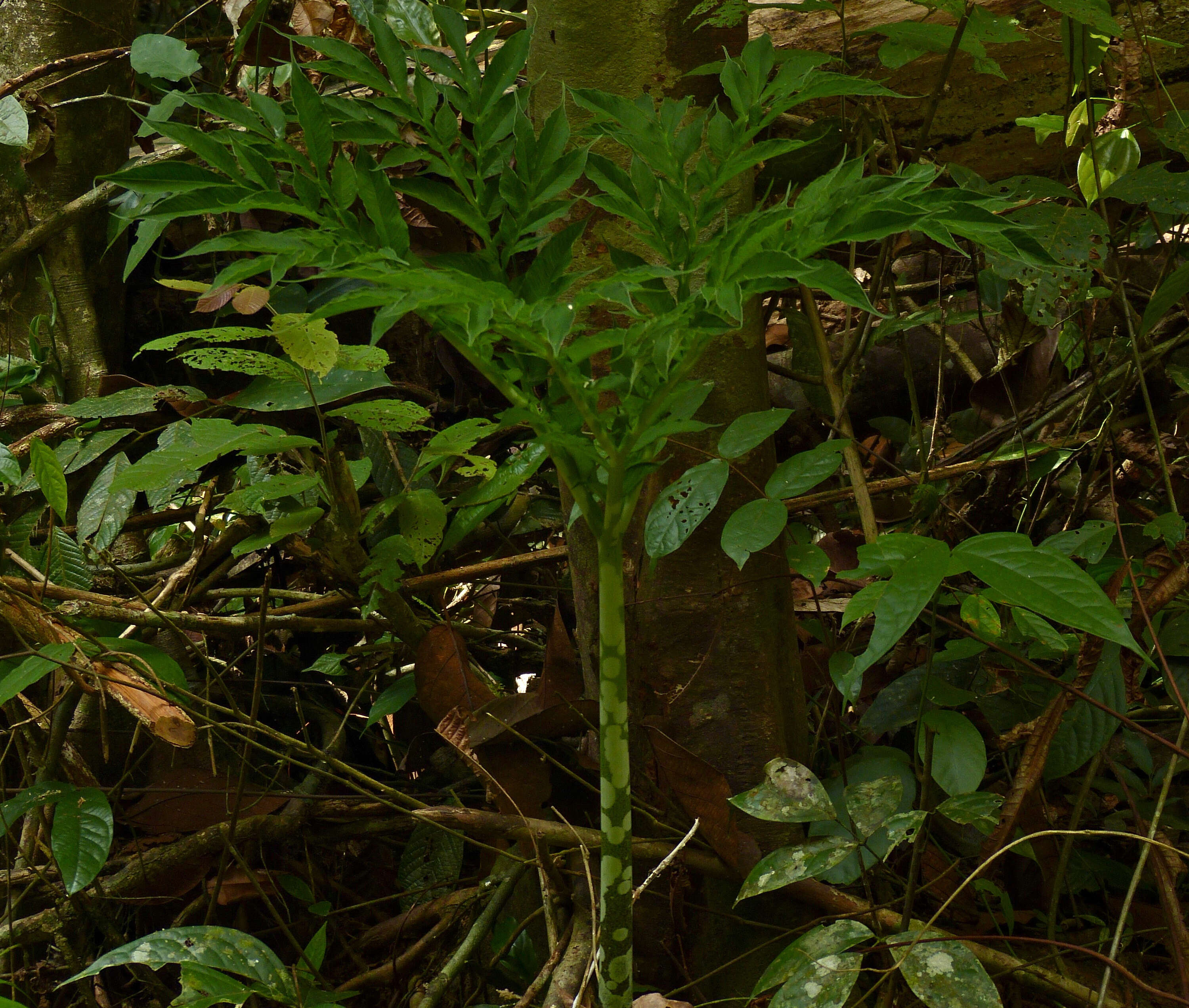 Amorphophallus paeoniifolius (Dennst.) Nicolson resmi