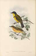 Image of Yellow-throated Whistler