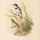 Imagem de Pachycephala arctitorquis Sclater & PL 1883