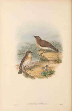 Image of Grey Whistler