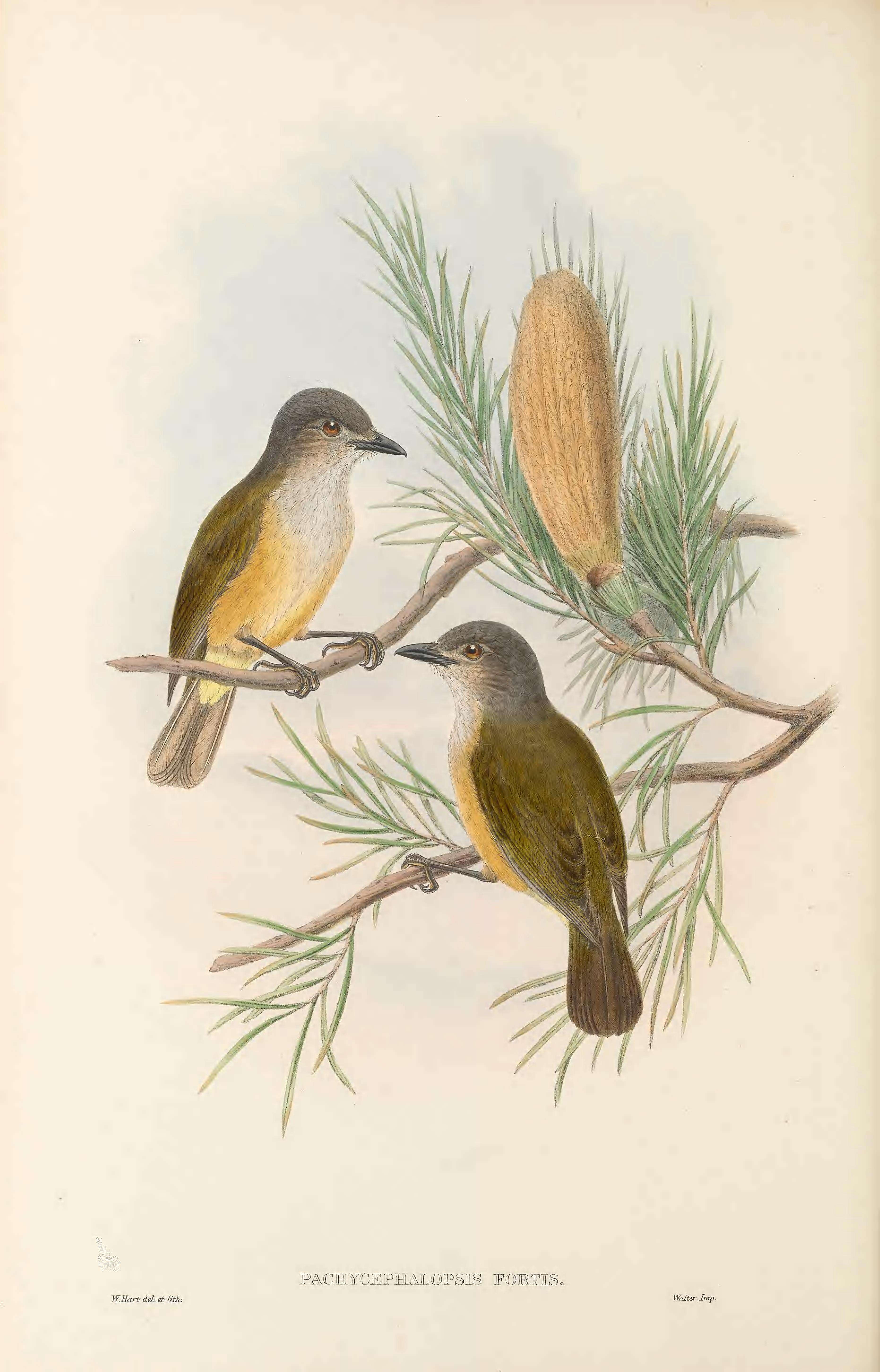 Image of Little Shrike-thrush