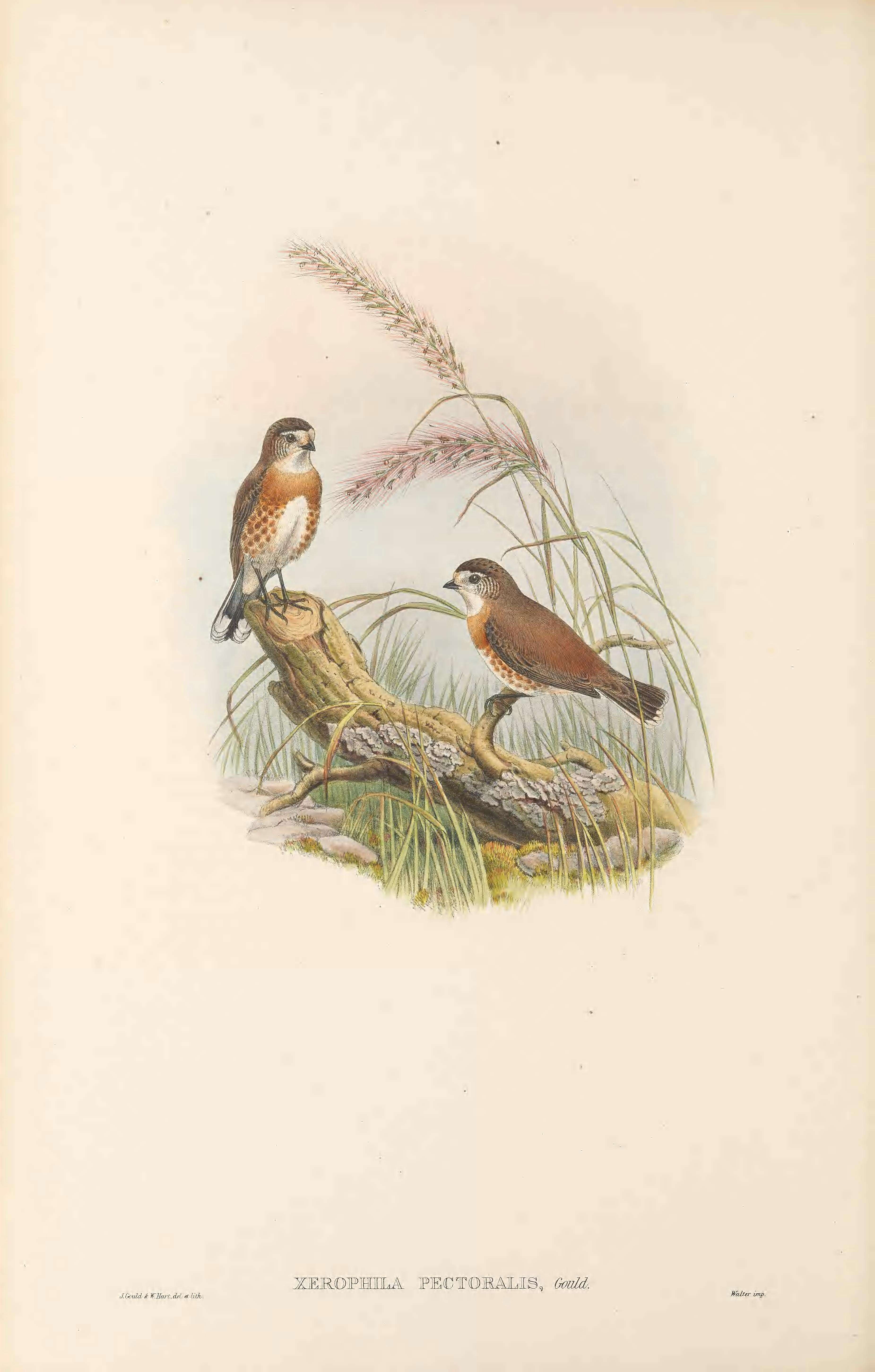 Image of Chestnut-breasted Whiteface