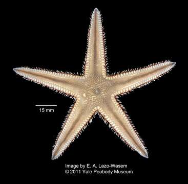 Image of Two-spined sea star