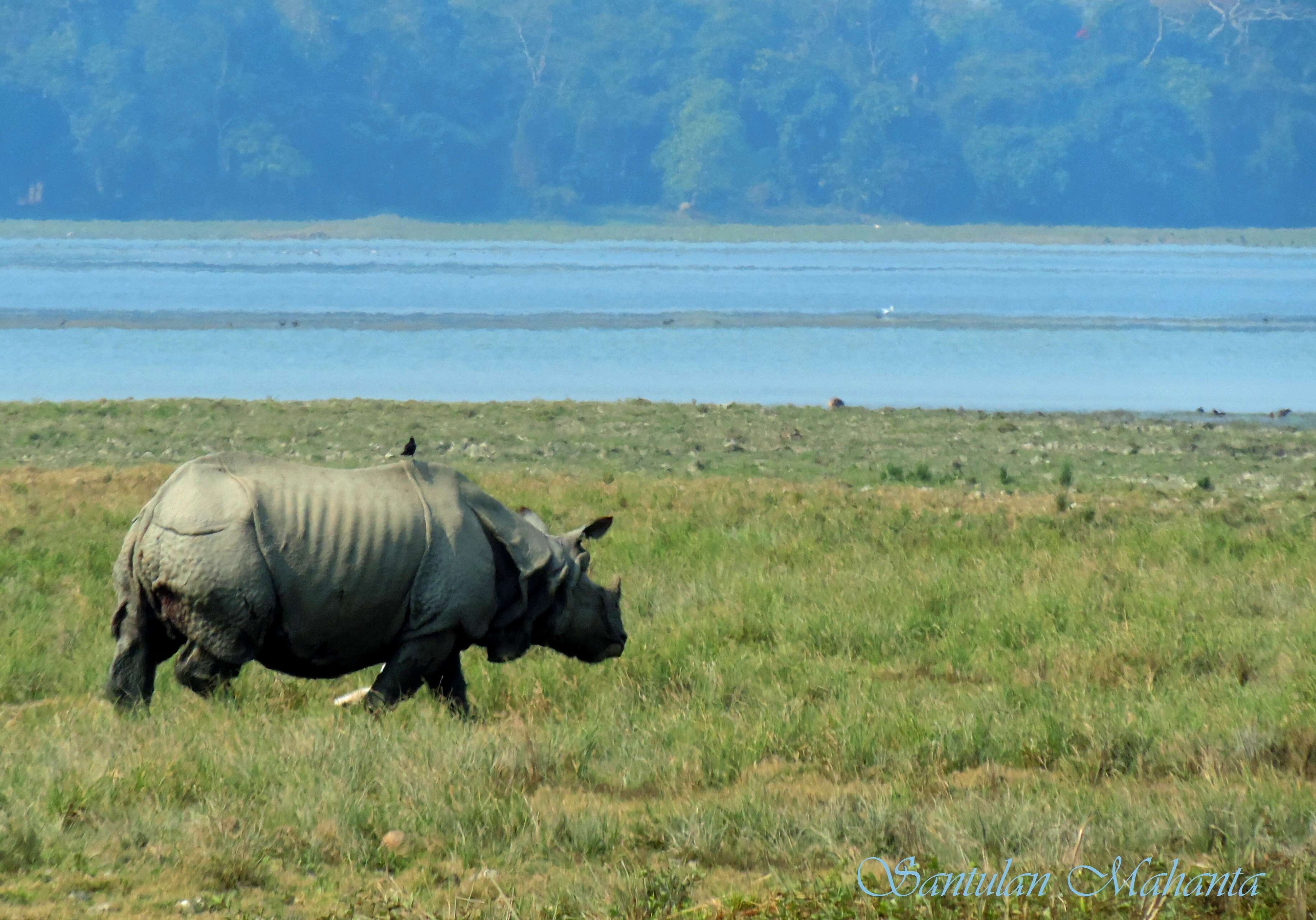 Image of Indian Rhinoceros