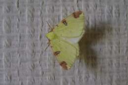 Image of brimstone moth