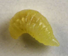 Image of Asteromyia