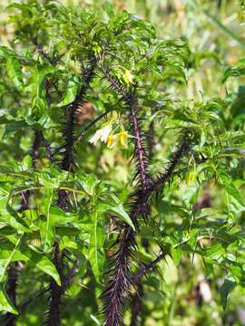 Imagem de Solanum atropurpureum Schrank