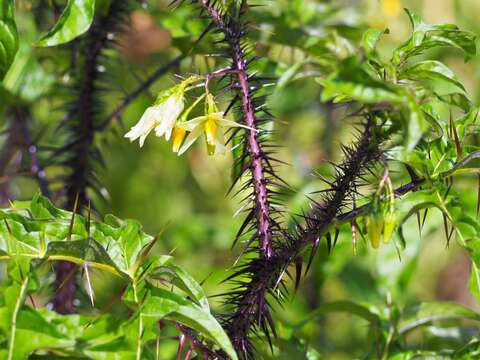 Imagem de Solanum atropurpureum Schrank