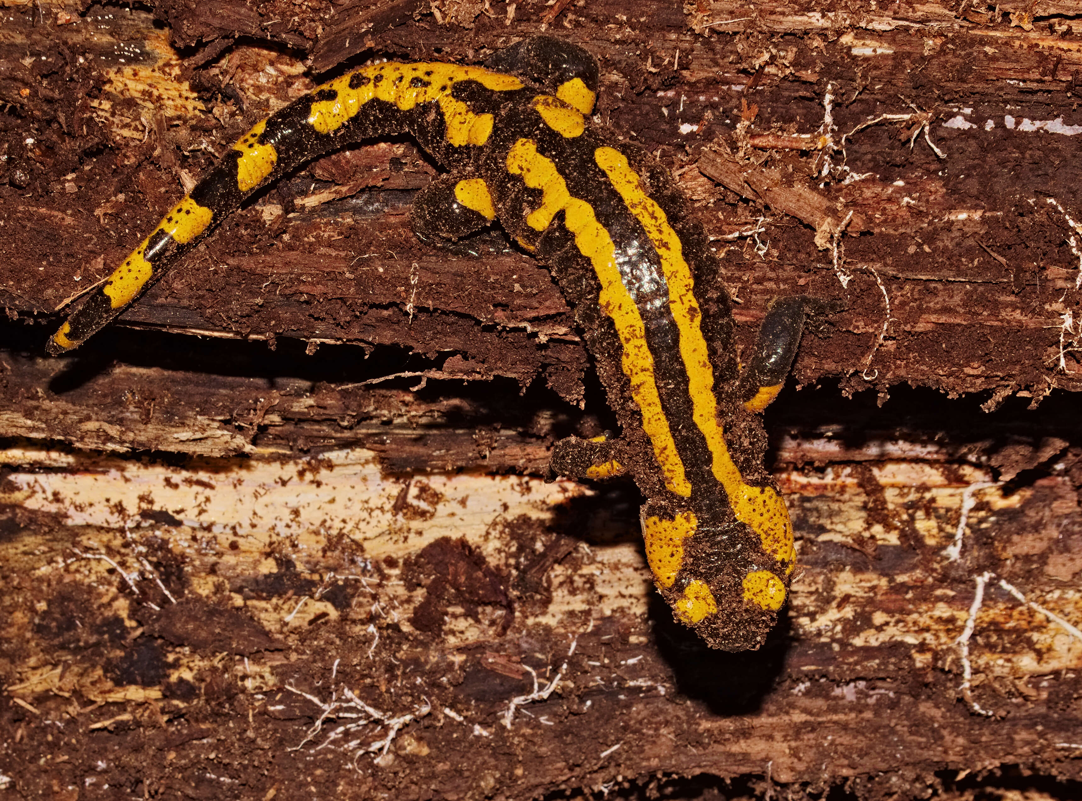 Image of Common Fire Salamander