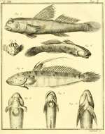 صورة Boleophthalmus boddarti (Pallas 1770)