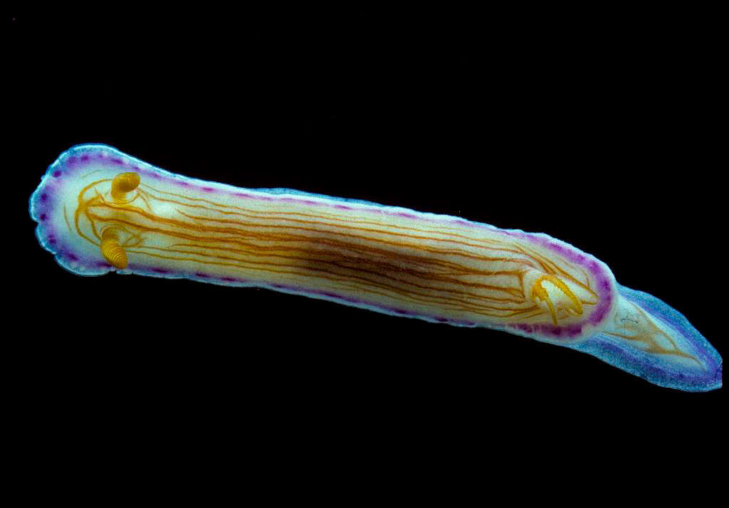 Sivun Hypselodoris Stimpson 1855 kuva