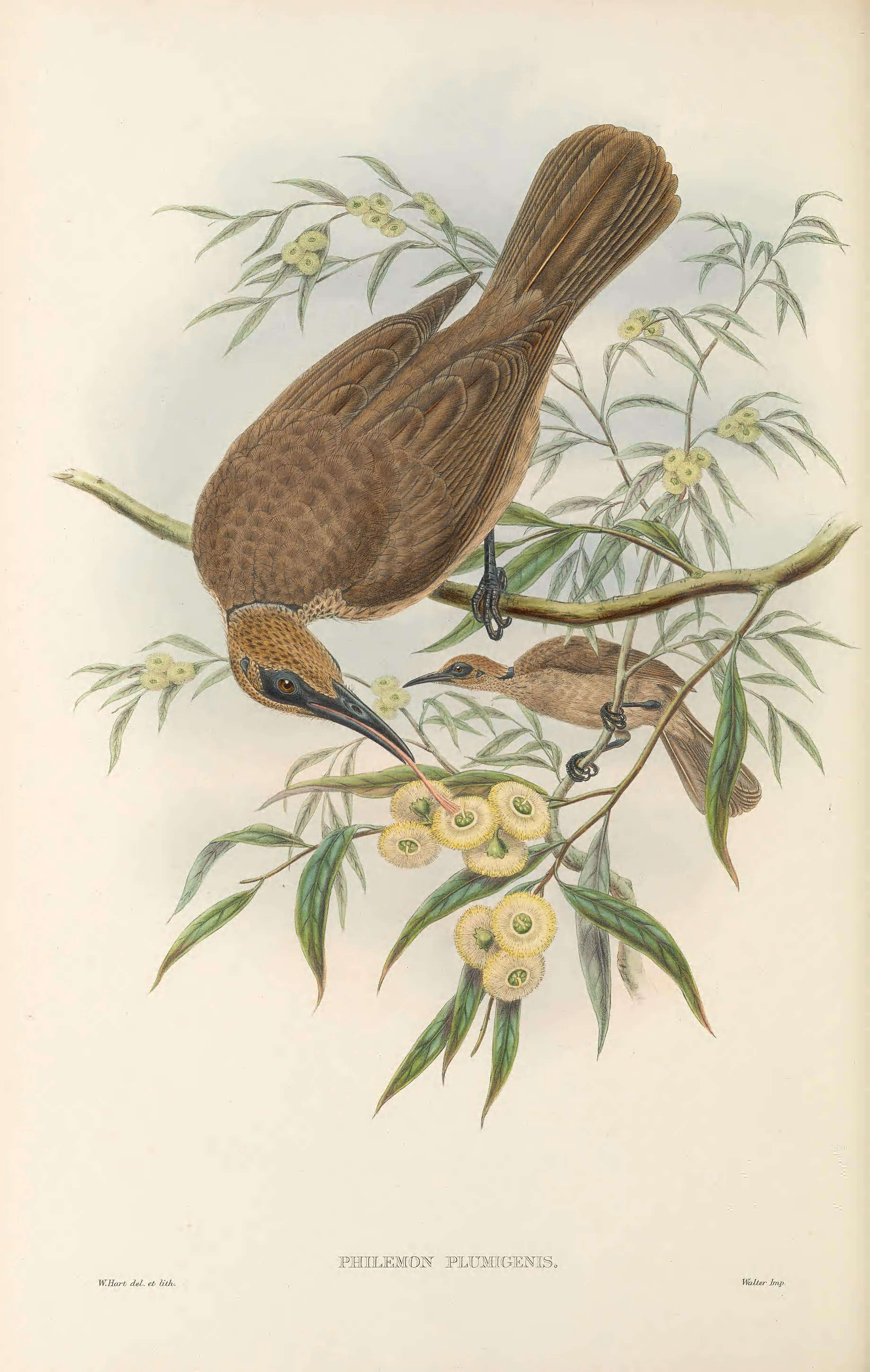 Image of Tanimbar Friarbird