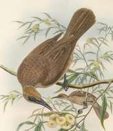 Image of Tanimbar Friarbird