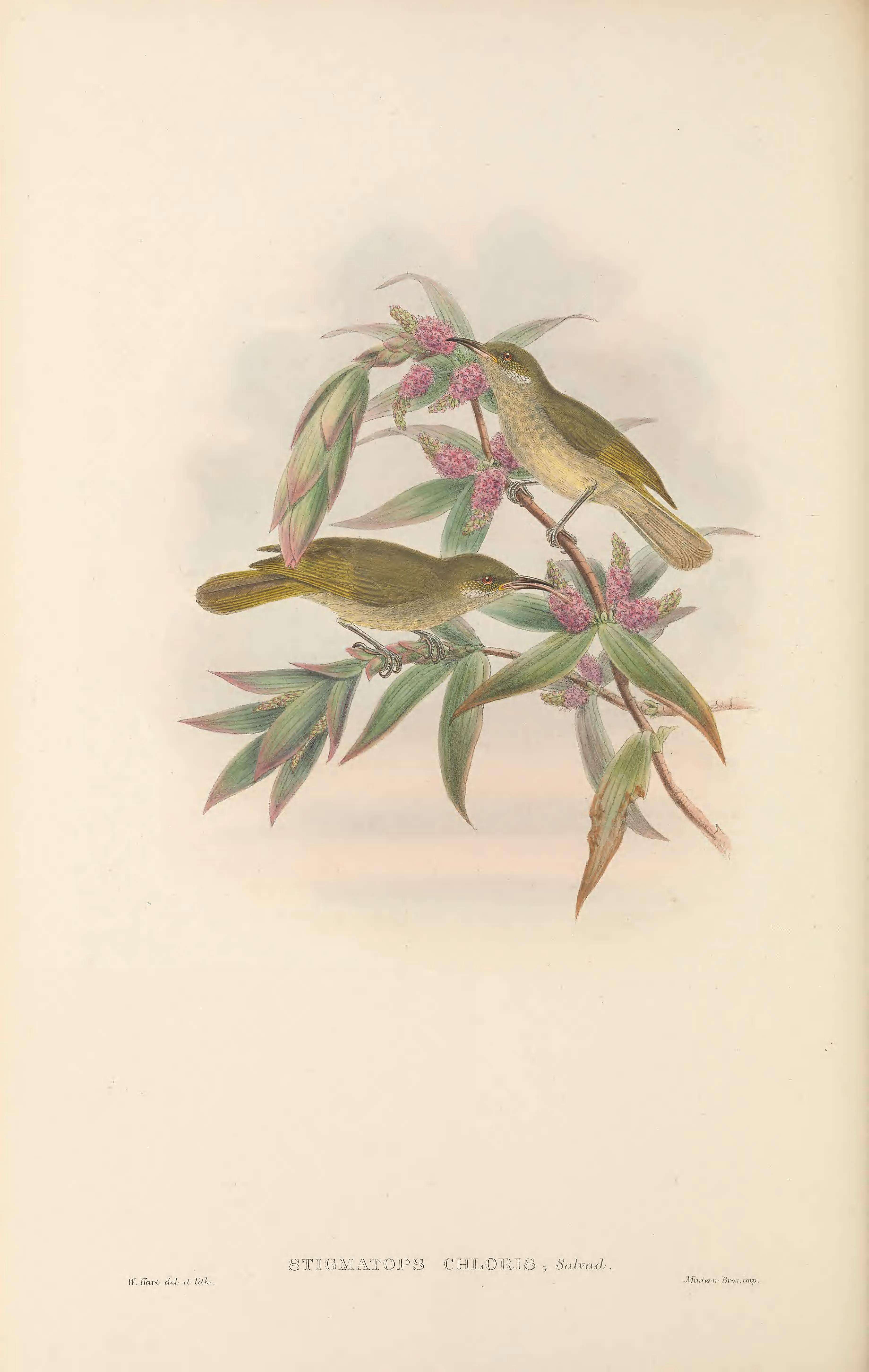 صورة Lichmera argentauris (Finsch 1871)