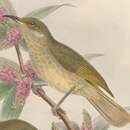 Image of Olive Honeyeater