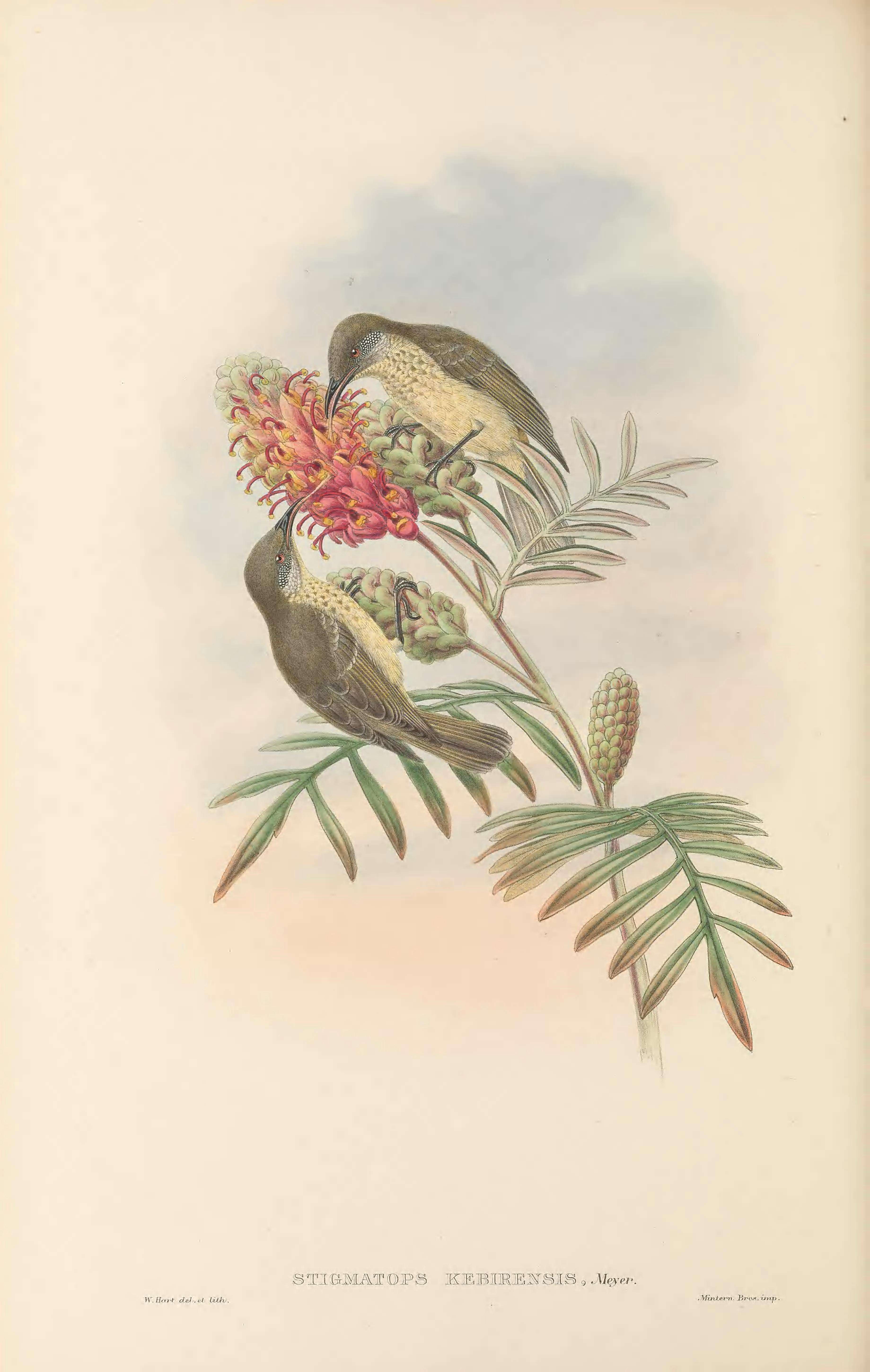 Image of Scaly-breasted Honeyeater