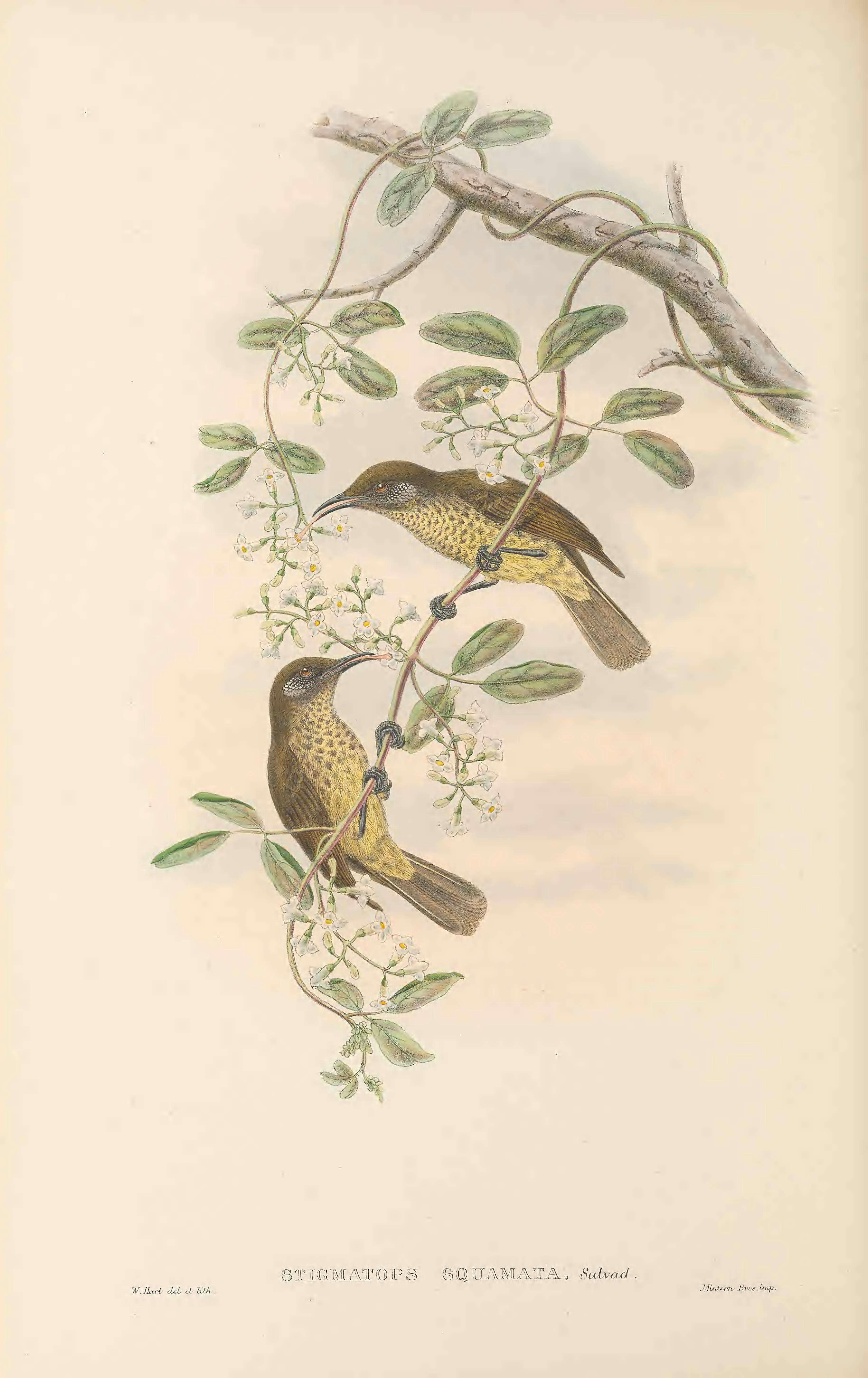 Image of Scaly-breasted Honeyeater