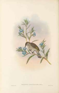 صورة Lichmera alboauricularis (Ramsay & EP 1878)