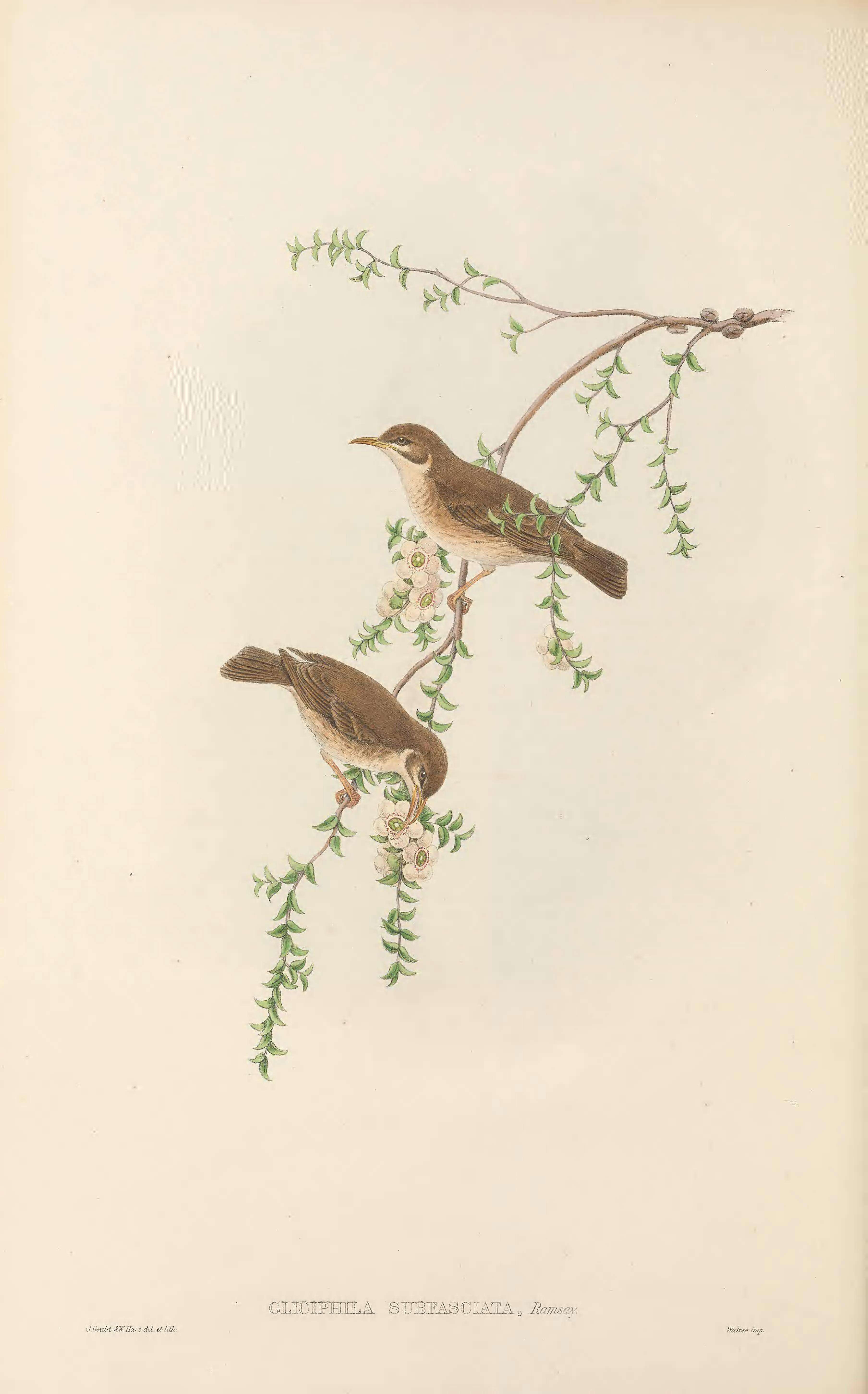 Image of Ramsayornis Mathews 1912