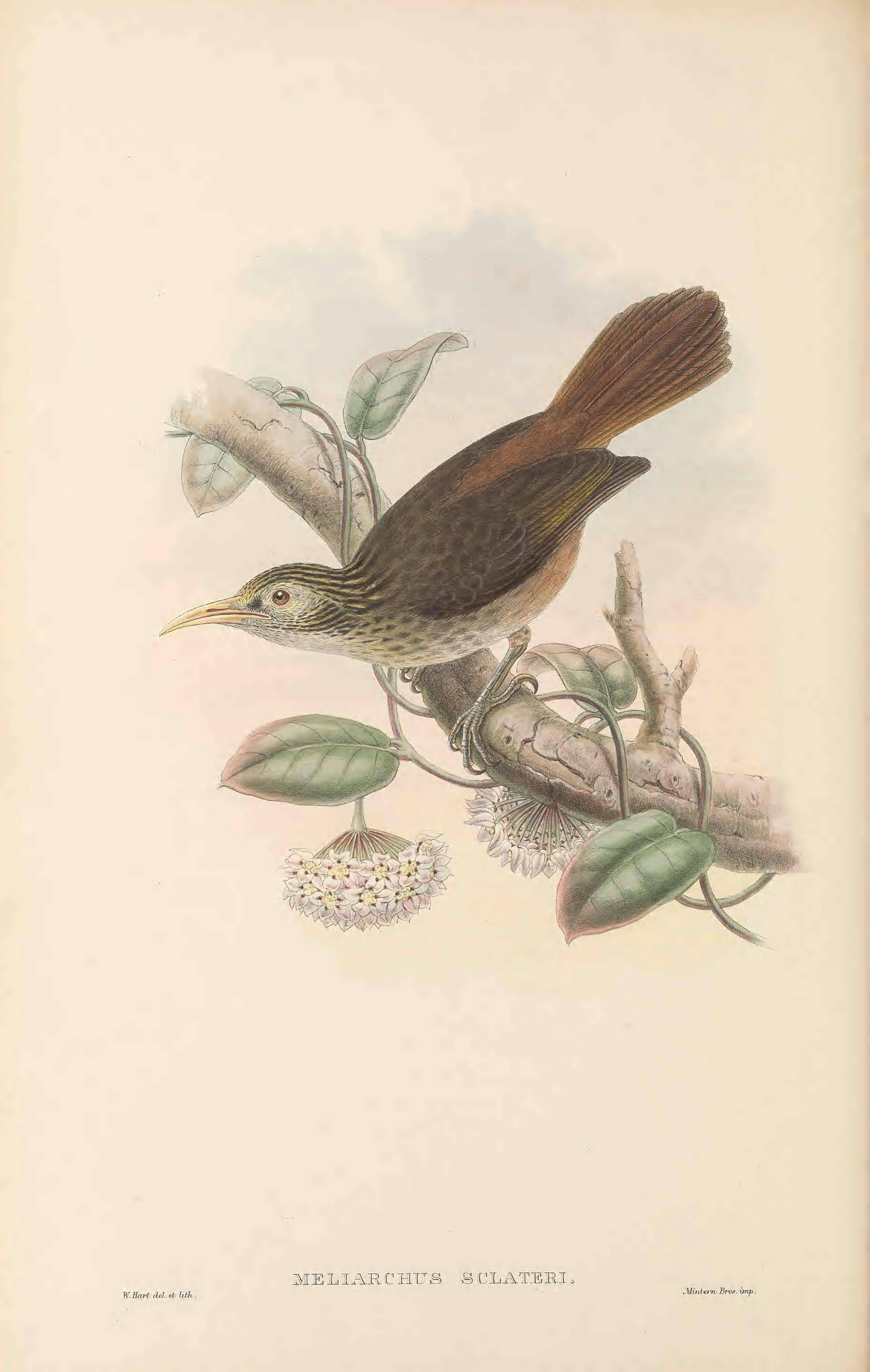 Image of Meliarchus Salvadori 1880