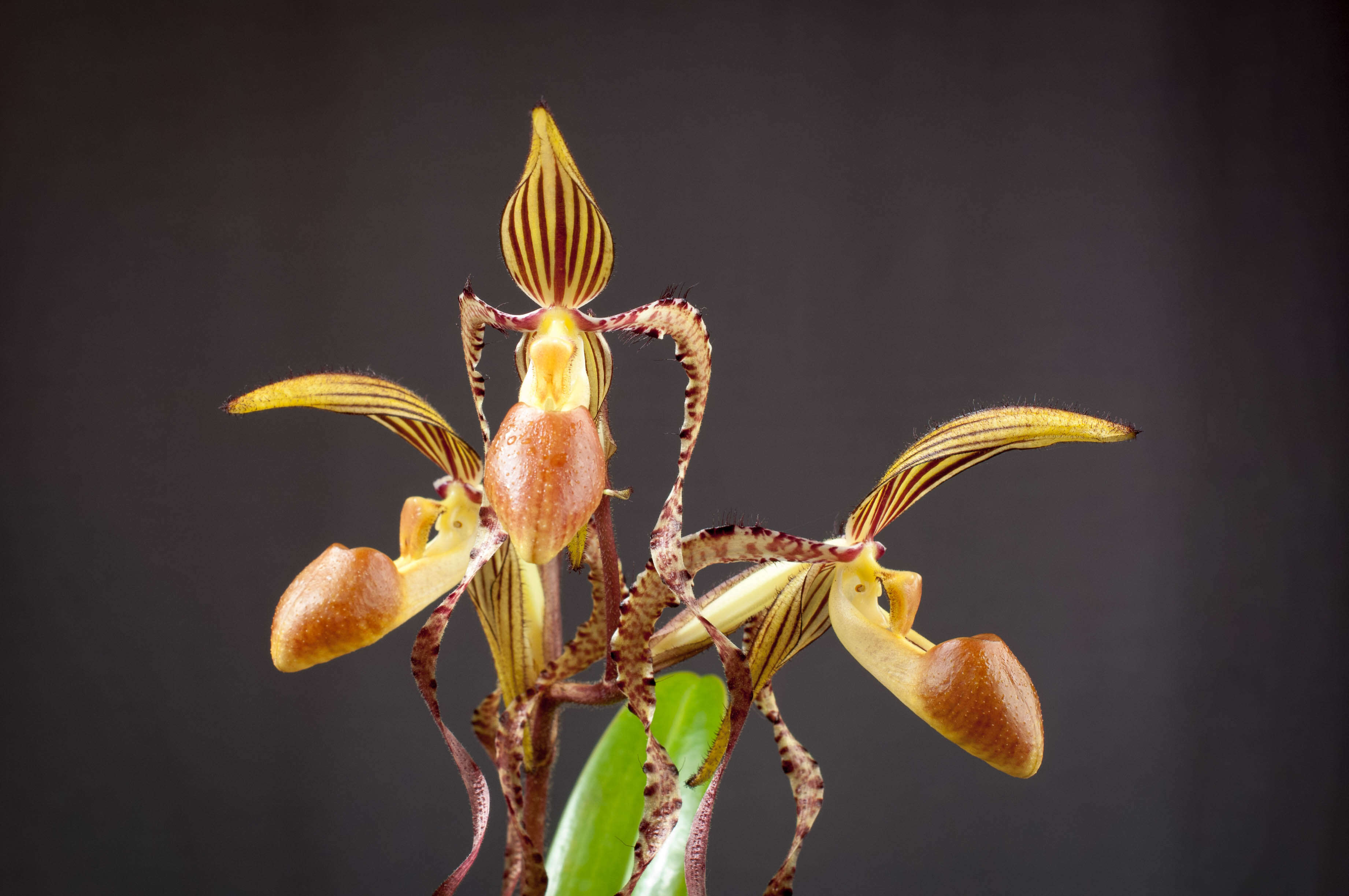 Слика од Paphiopedilum sanderianum (Rchb. fil.) Stein