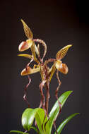 Слика од Paphiopedilum sanderianum (Rchb. fil.) Stein