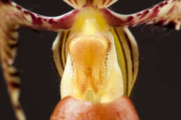 Слика од Paphiopedilum sanderianum (Rchb. fil.) Stein