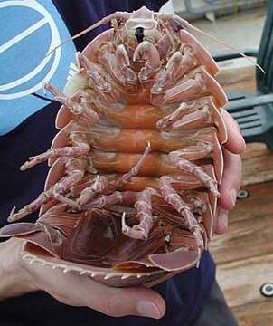 Image of Giant Isopods