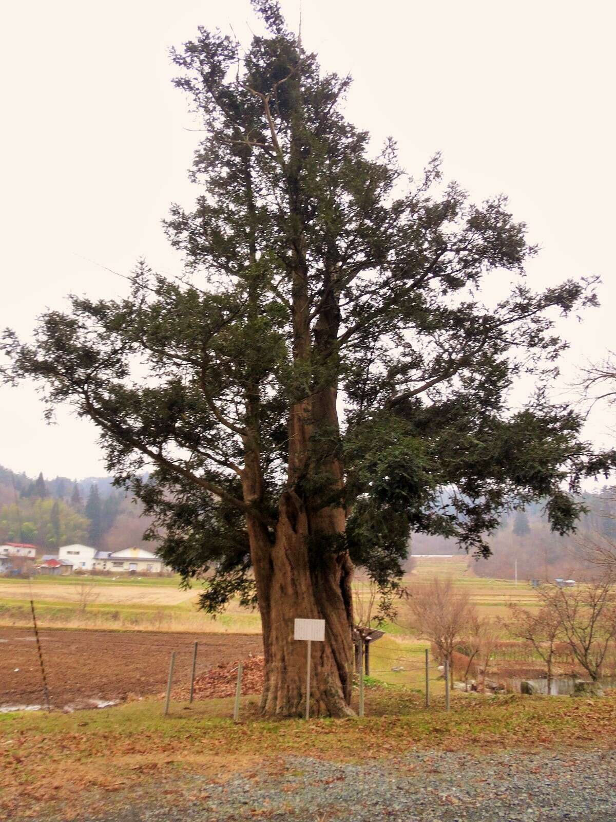 Image of Japanese Nutmeg Tree