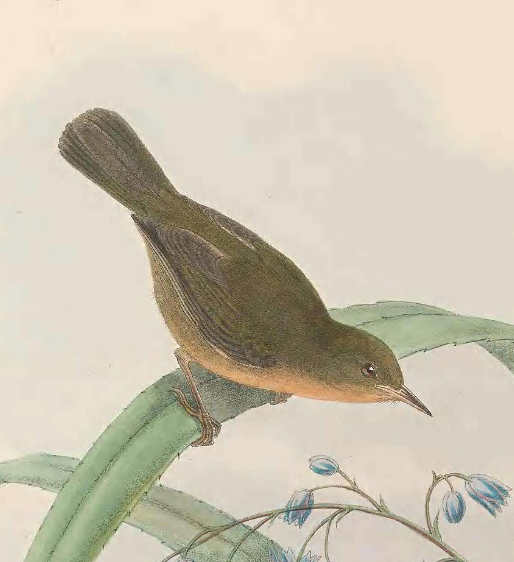 صورة Timeliopsis Salvadori 1876