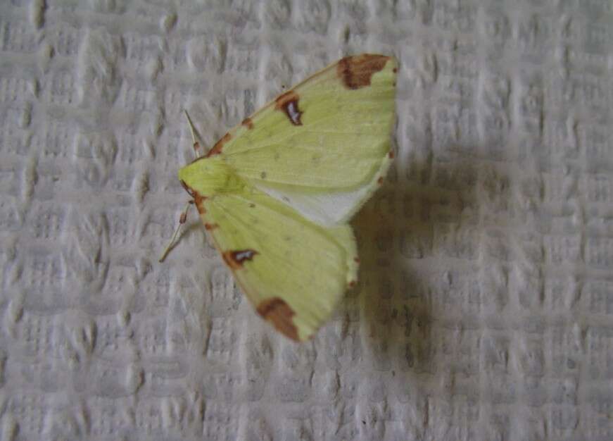 Image of brimstone moth