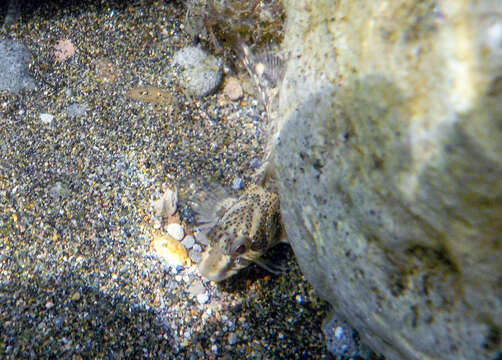 Image of Freshwater blenny