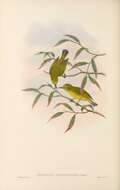 Image of Lemon-bellied White-eye