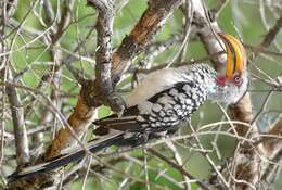 Image of Southern Yellow-billed Hornbill